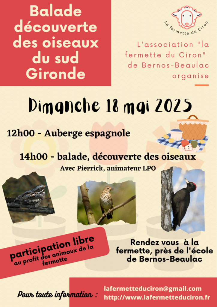 Découverte des oiseaux du sud gironde