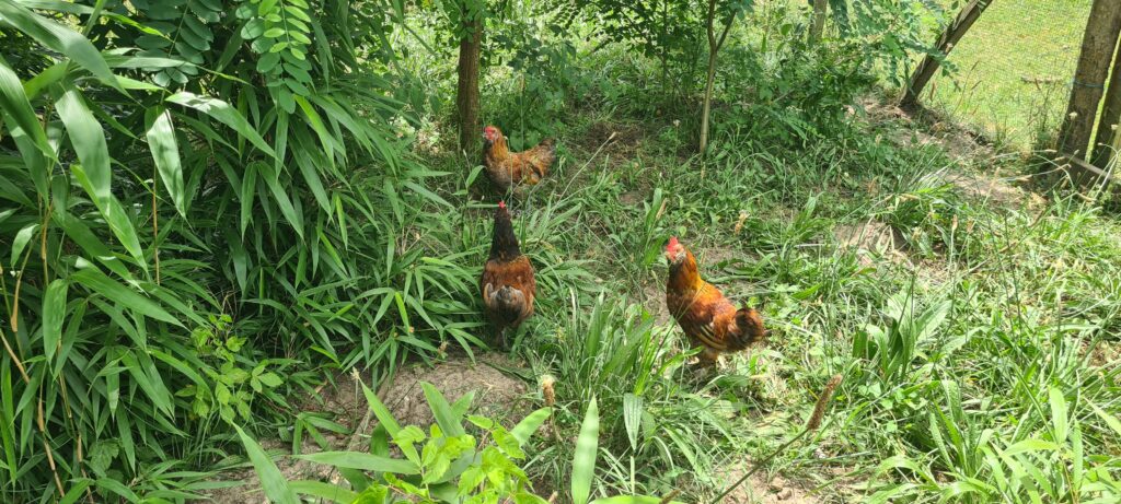 De nouvelles poulettes à la fermette